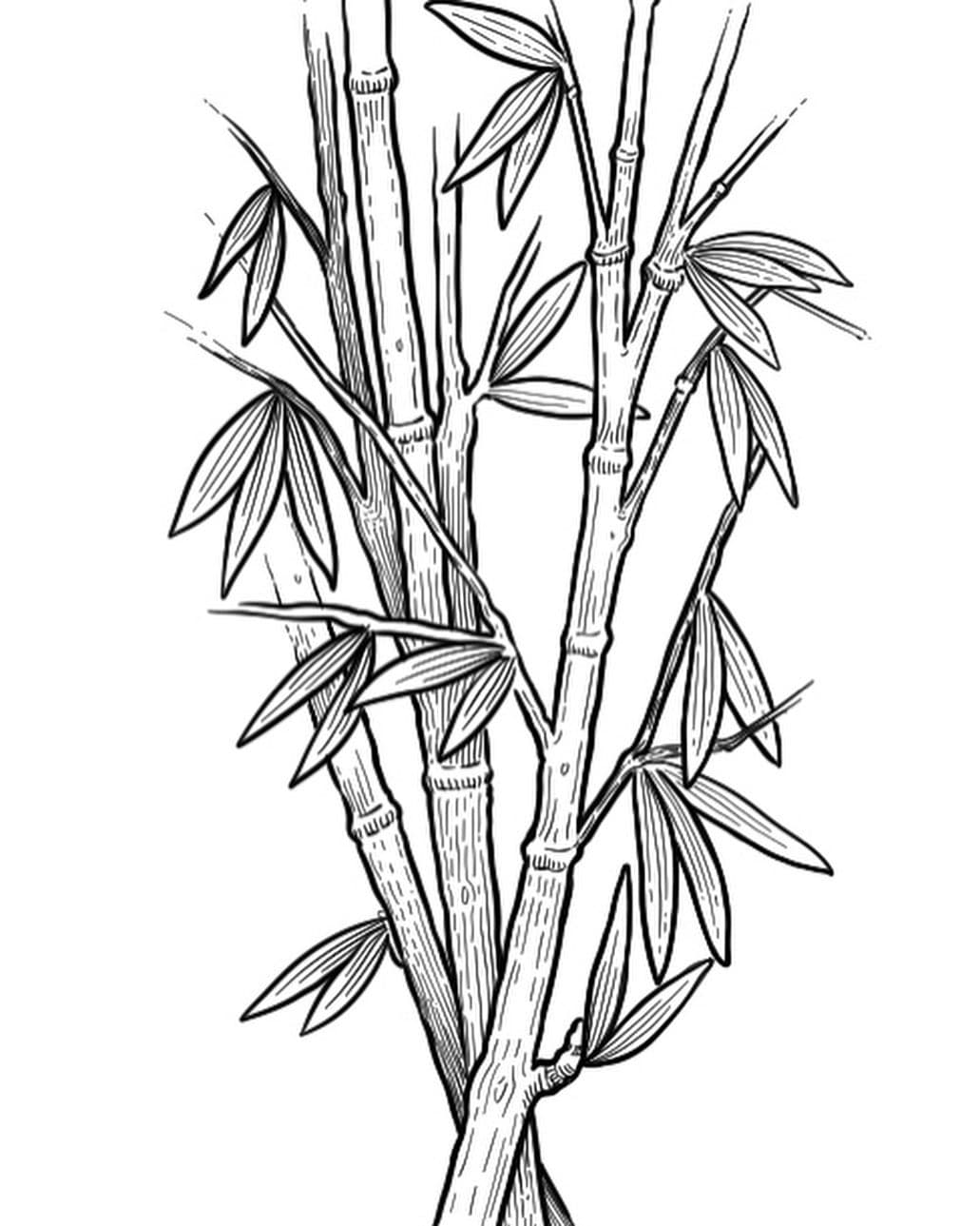 illustration de bamboo pour Masterclass