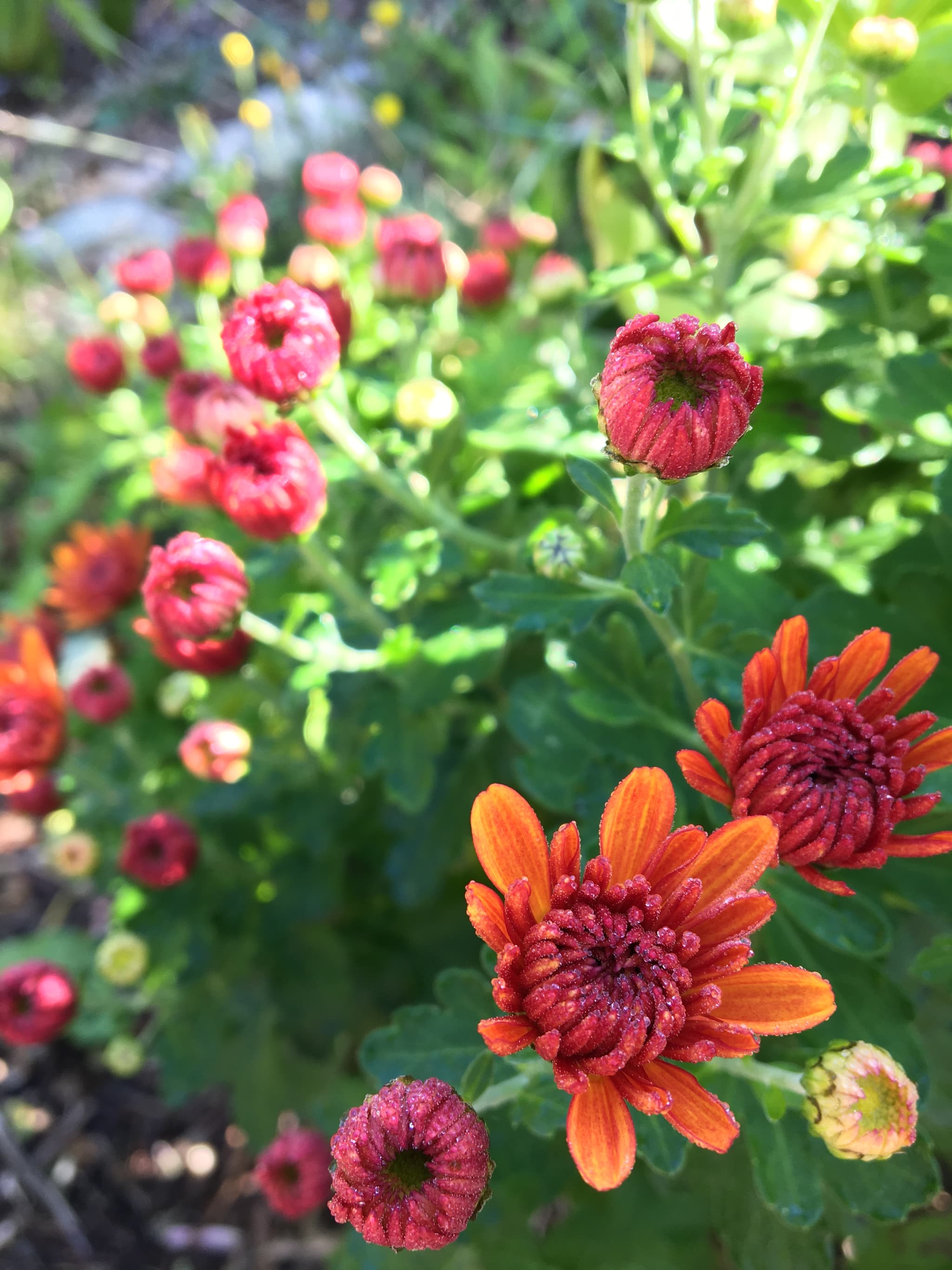 photo de chrysenthèmes rouge orangées