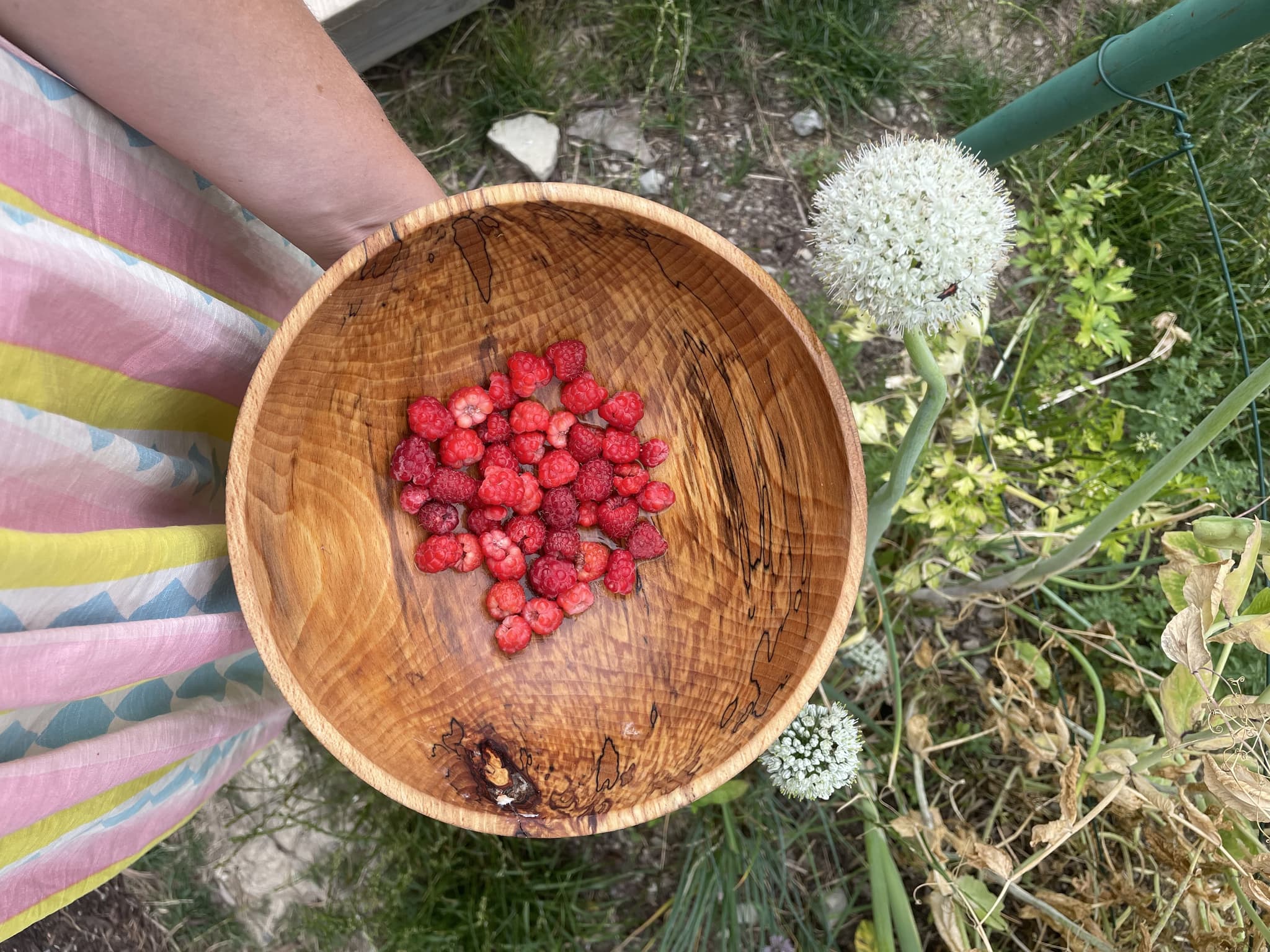 ceuillette de framboises du jardin