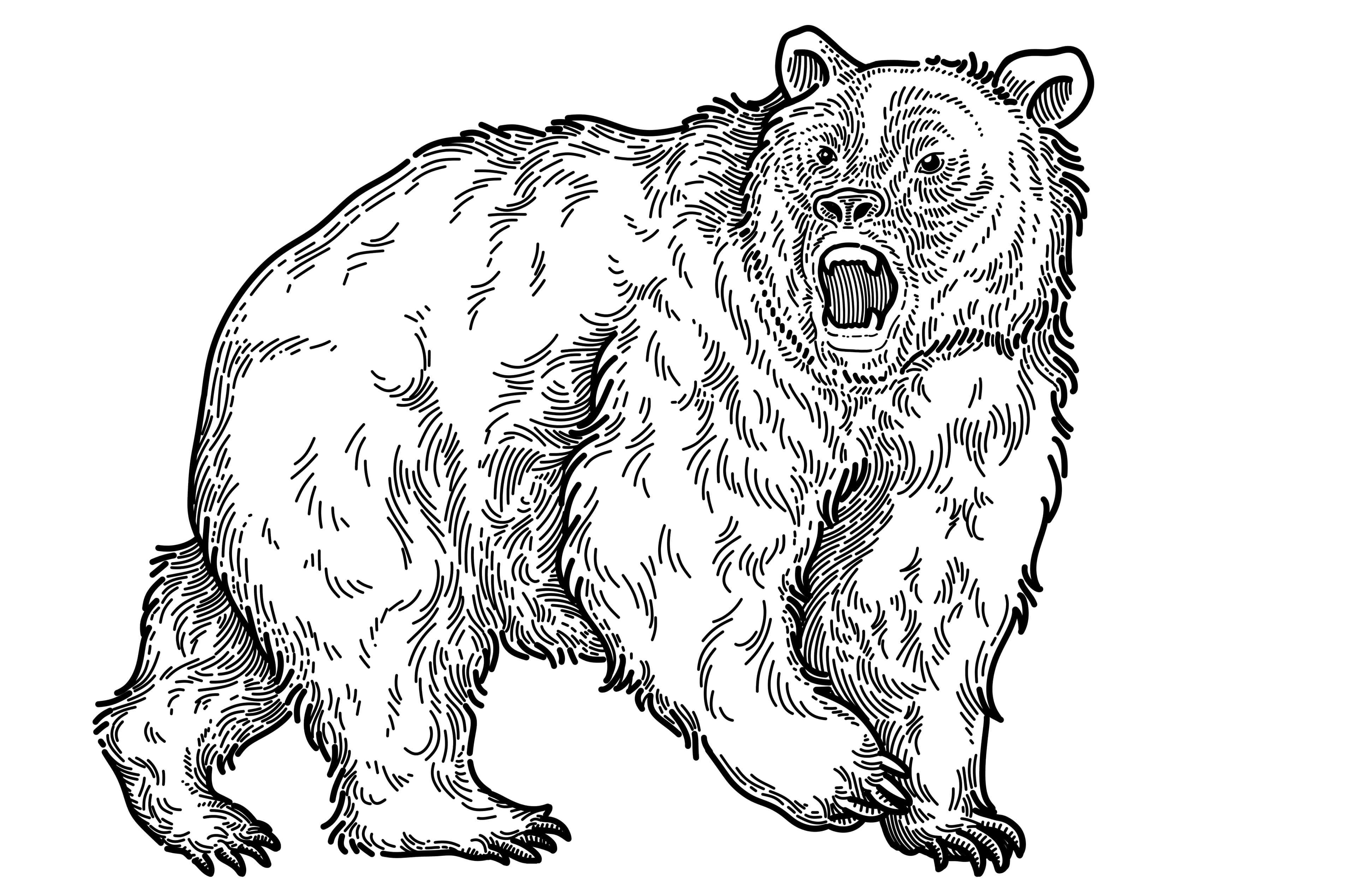 Illustration au trait noir et blanc d'un ours dressé sur ses pattes arrière dans une pose puissante.