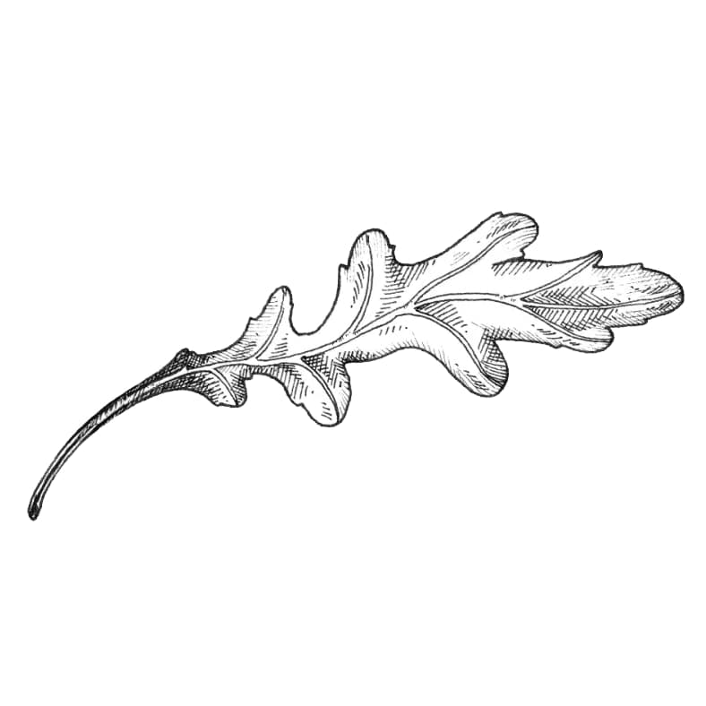 Illustration botanique de plusieurs feuilles de roquette superposées formant une composition dense et en couches au trait.