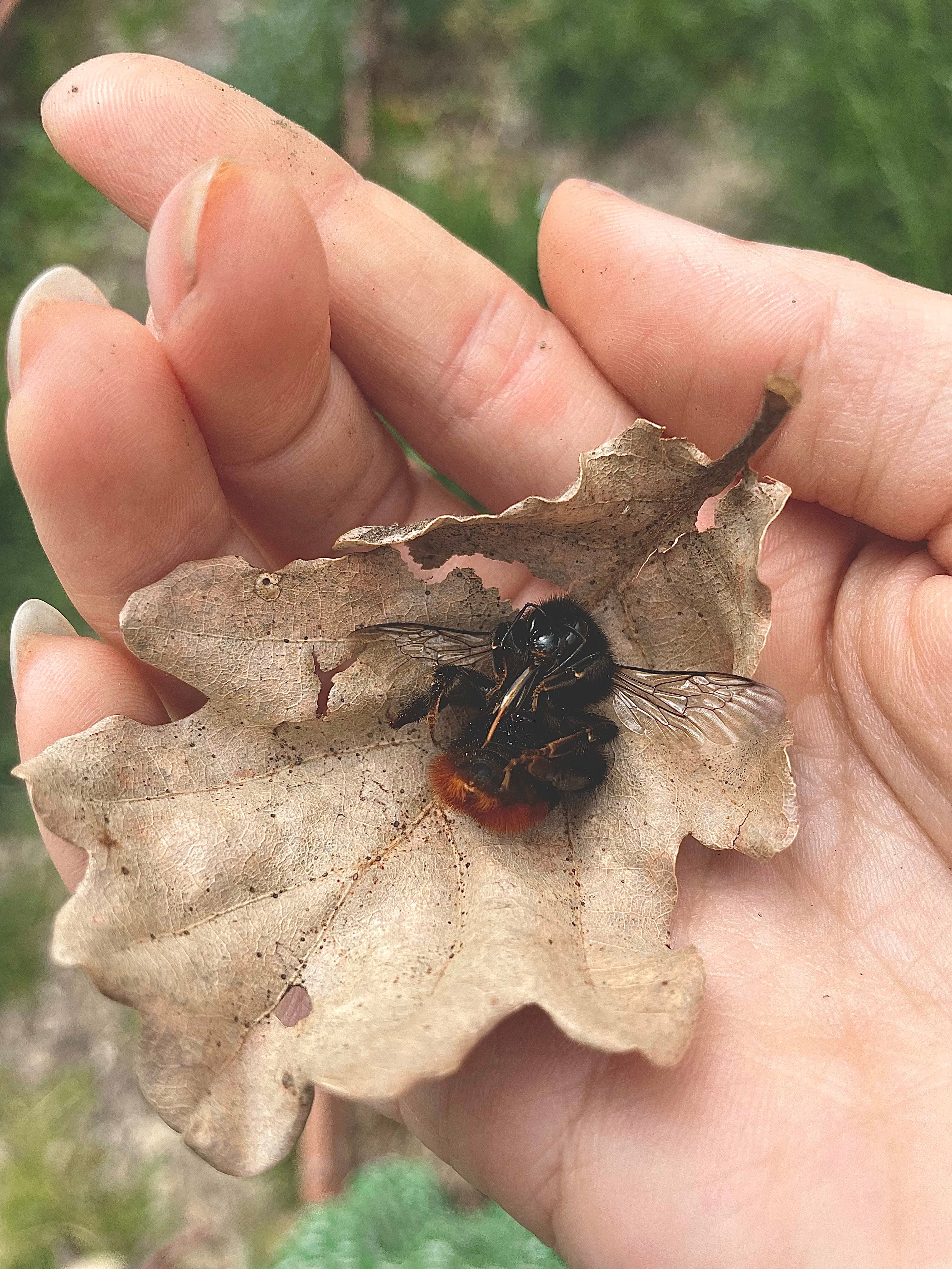Main tenant une feuille avec abeille détaillée en illustration eau-forte