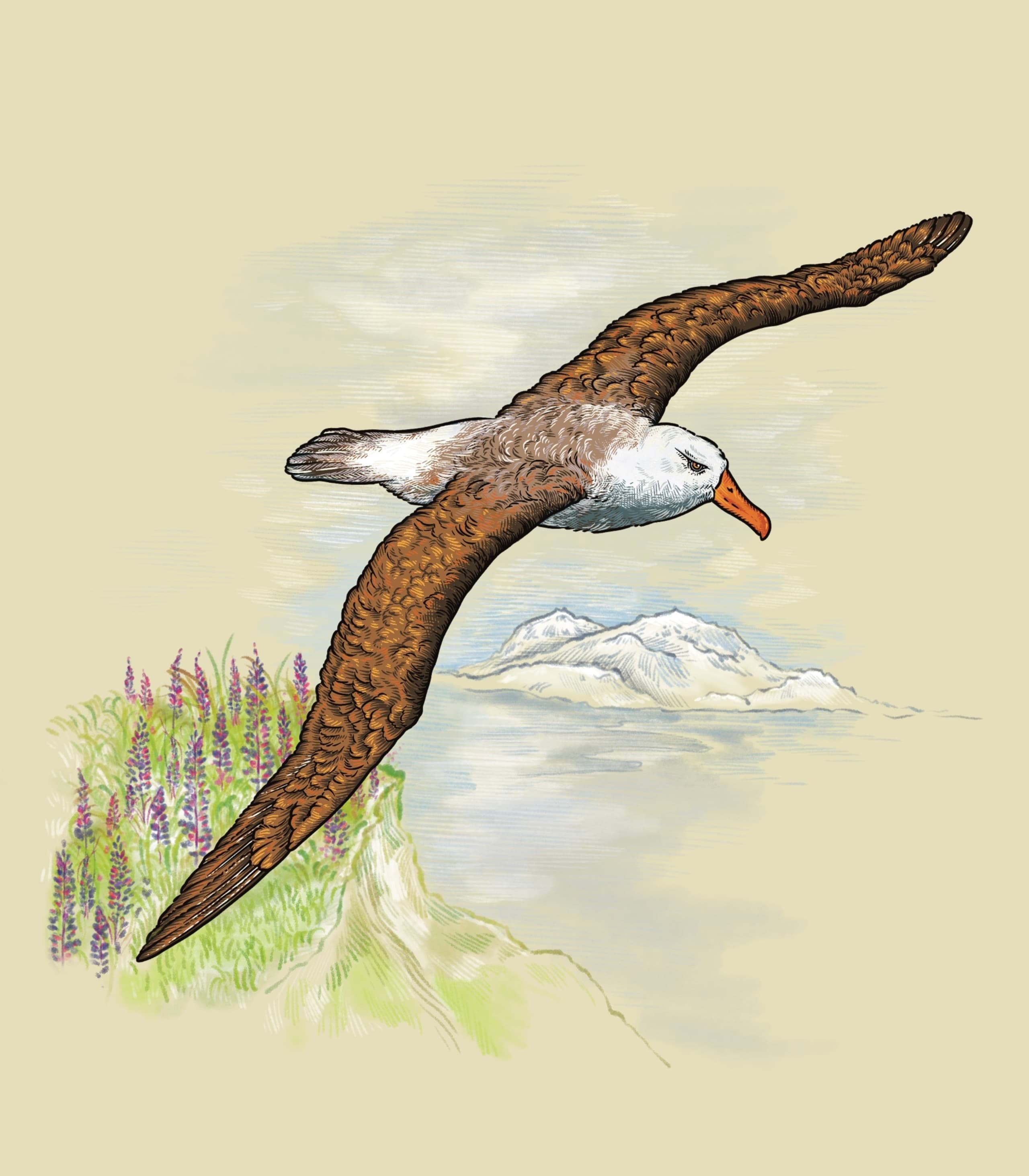Illustration en fines lignes colorées d'un grand albatros planant avec les ailes entièrement ouvertes sur fond clair.