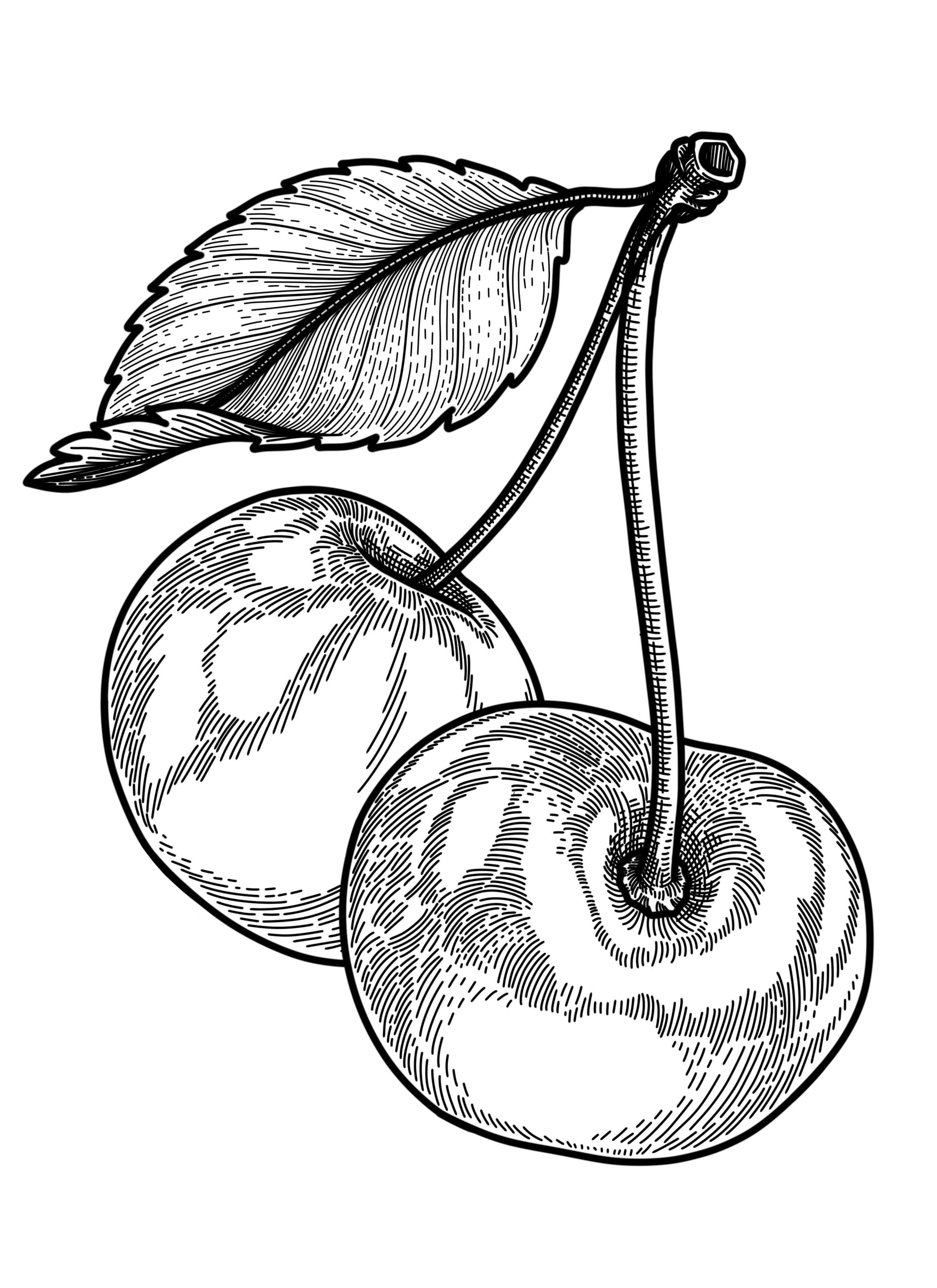 illustration botanique de deux cerises, troisième étude