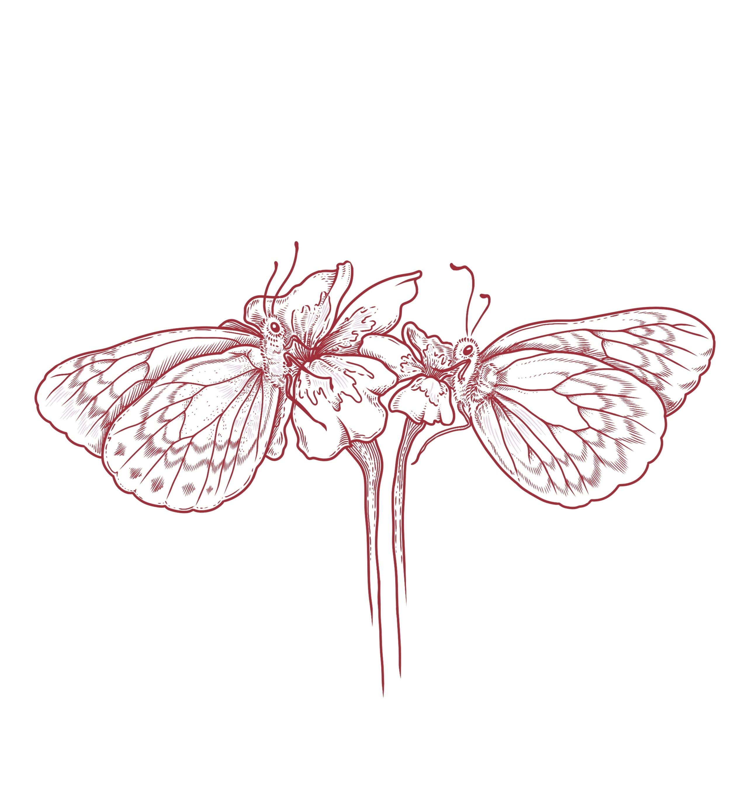 illustration botanique d'un papillon posé sur une fleur