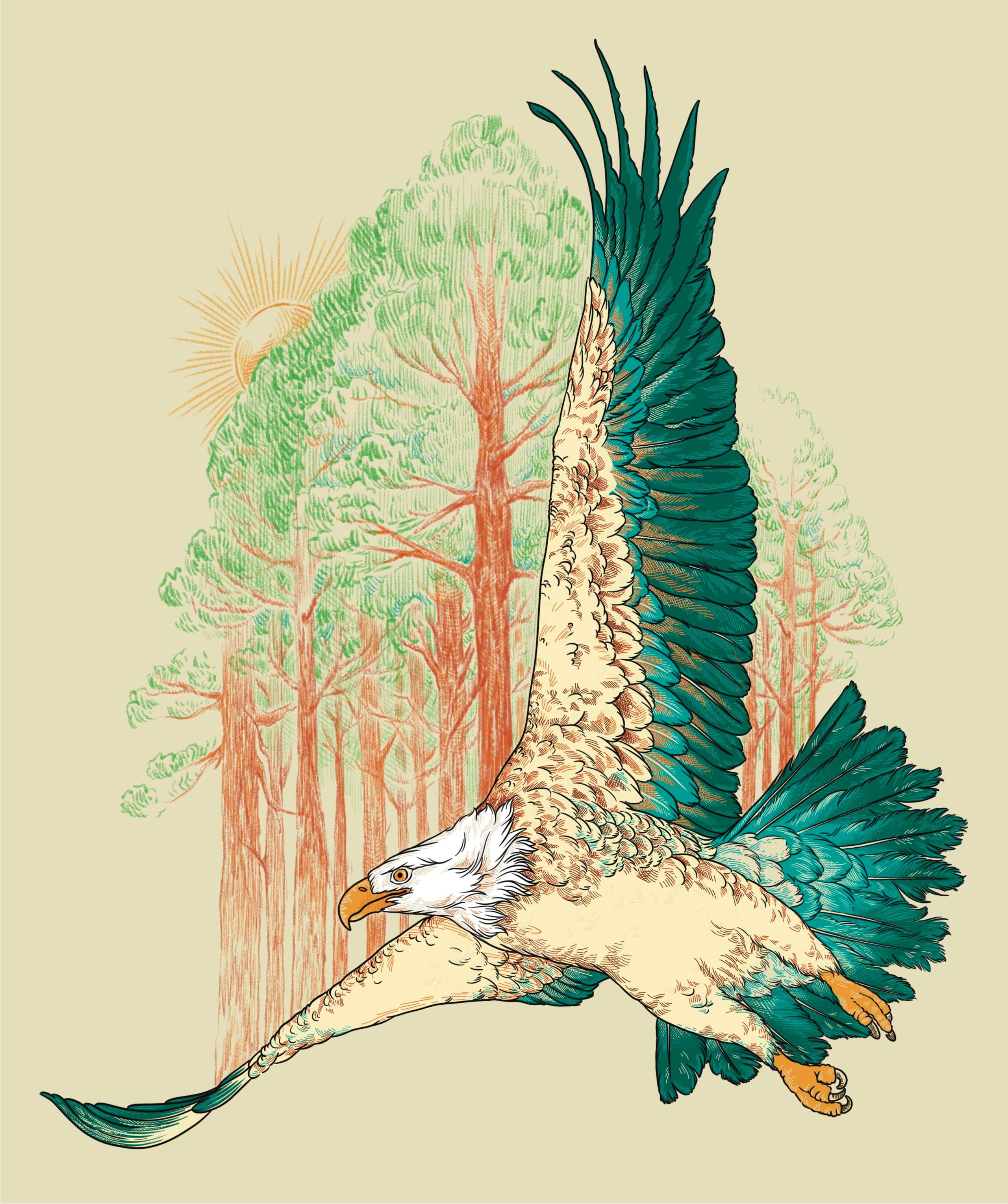 Illustration en fines lignes colorées d'un aigle à large envergure volant au-dessus d'une dense canopée verte.