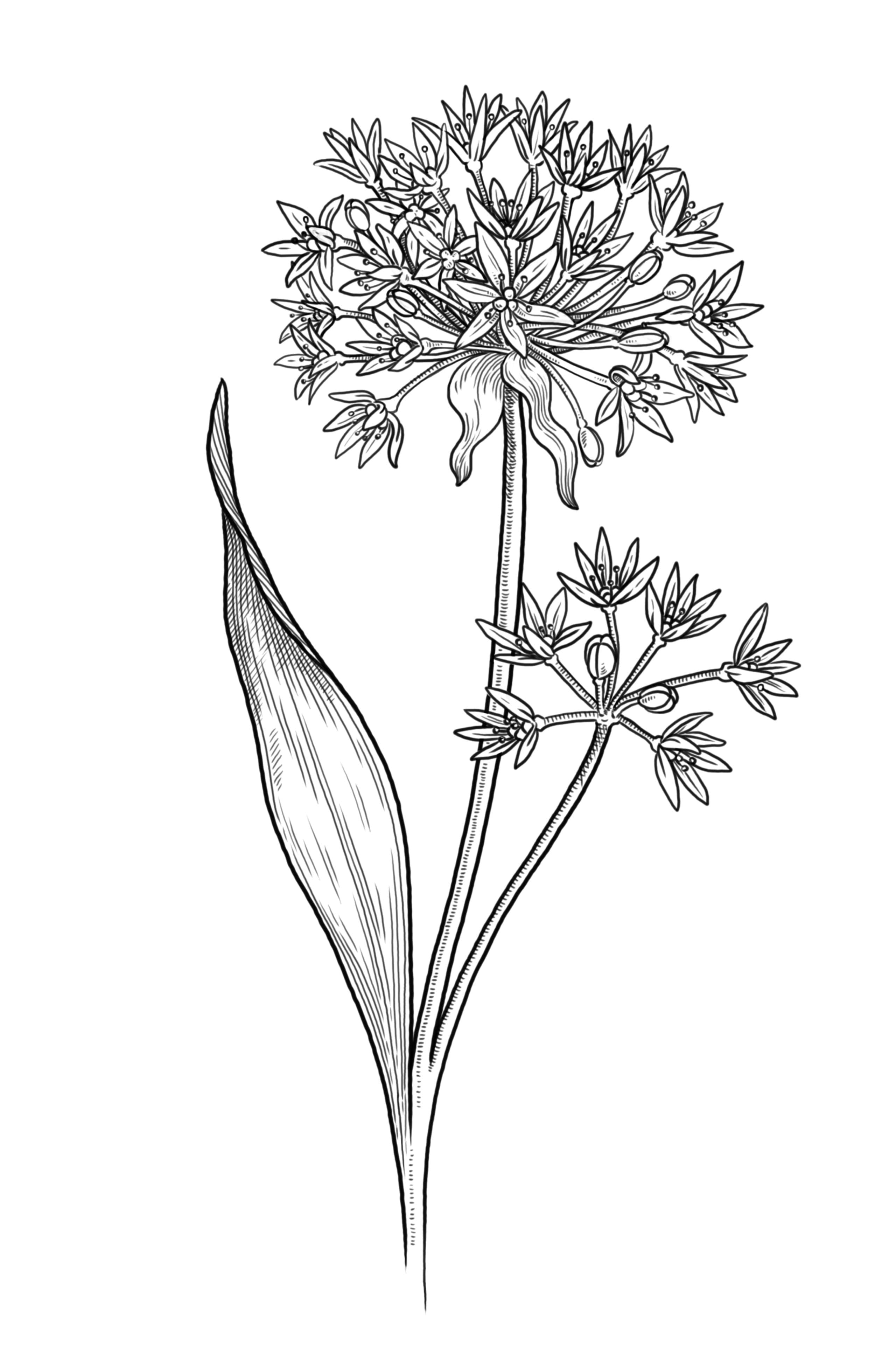 Dessin botanique détaillé d'un pied d'ail des ours avec des grappes de fleurs blanches en étoile et de longues feuilles vertes.