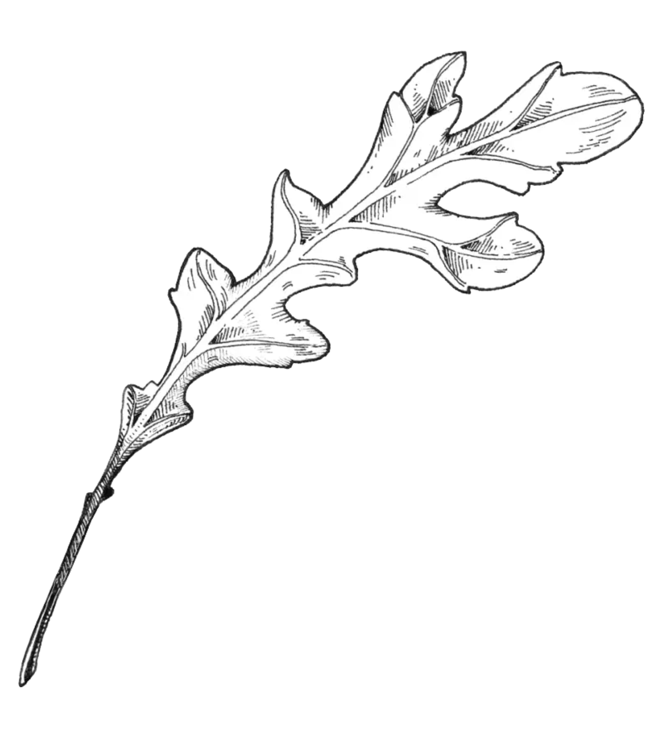 Dessin botanique précis au trait d'une seule feuille de roquette allongée montrant ses nervures naturelles et ses bords courbés.