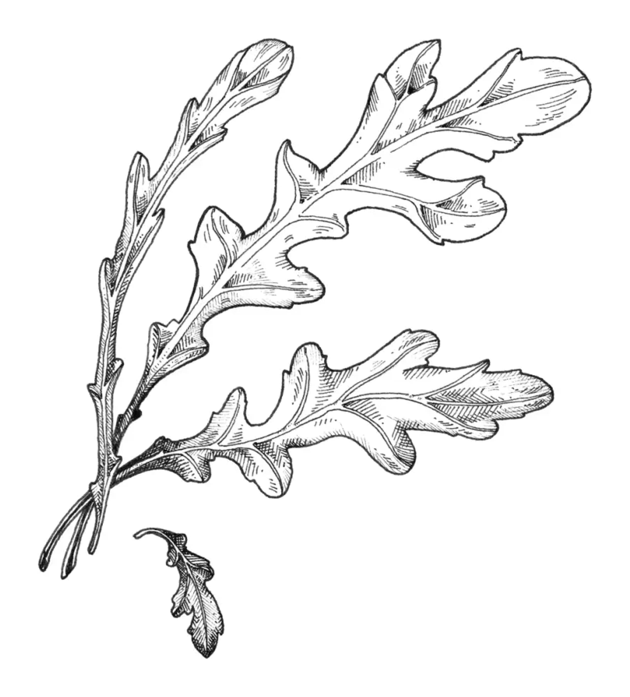 Illustration botanique de plusieurs feuilles de roquette superposées formant une composition dense et en couches au trait.