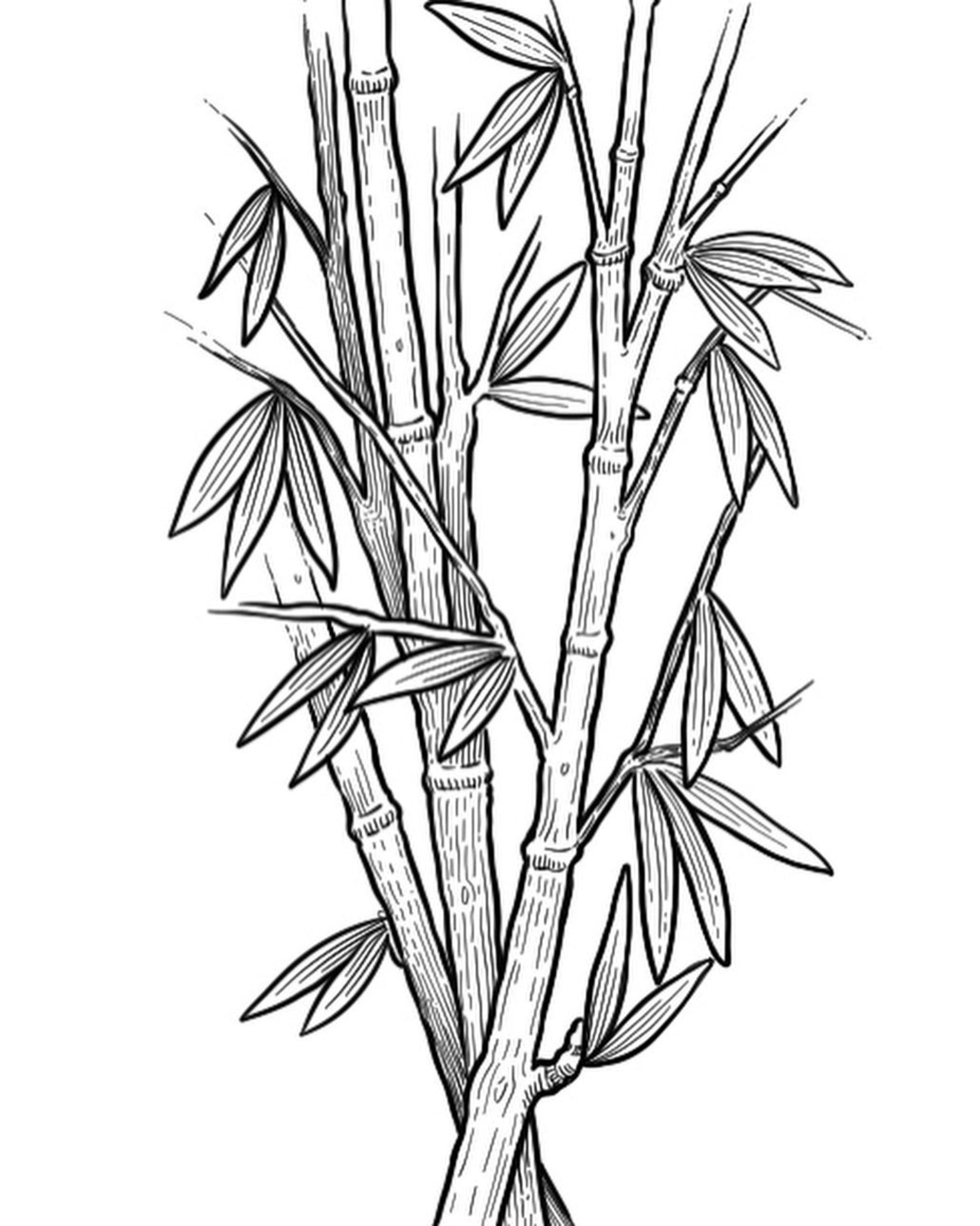 Illustration botanique détaillée de tiges de bambou vert avec de fines feuilles élégantes s'étendant vers l'extérieur, en couleur.