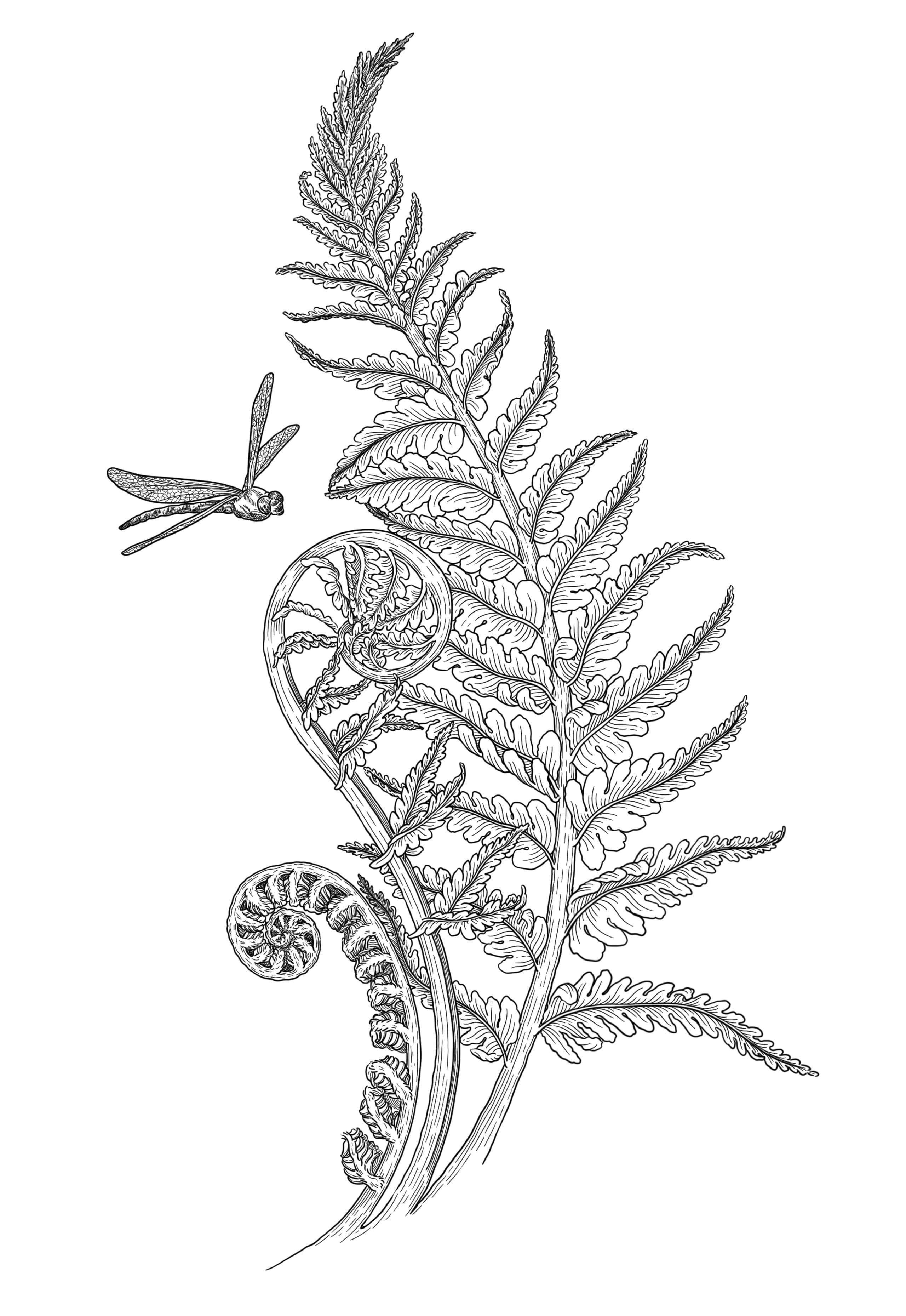 illustration botanique d'une fronde de fougère avec un oiseau en vol