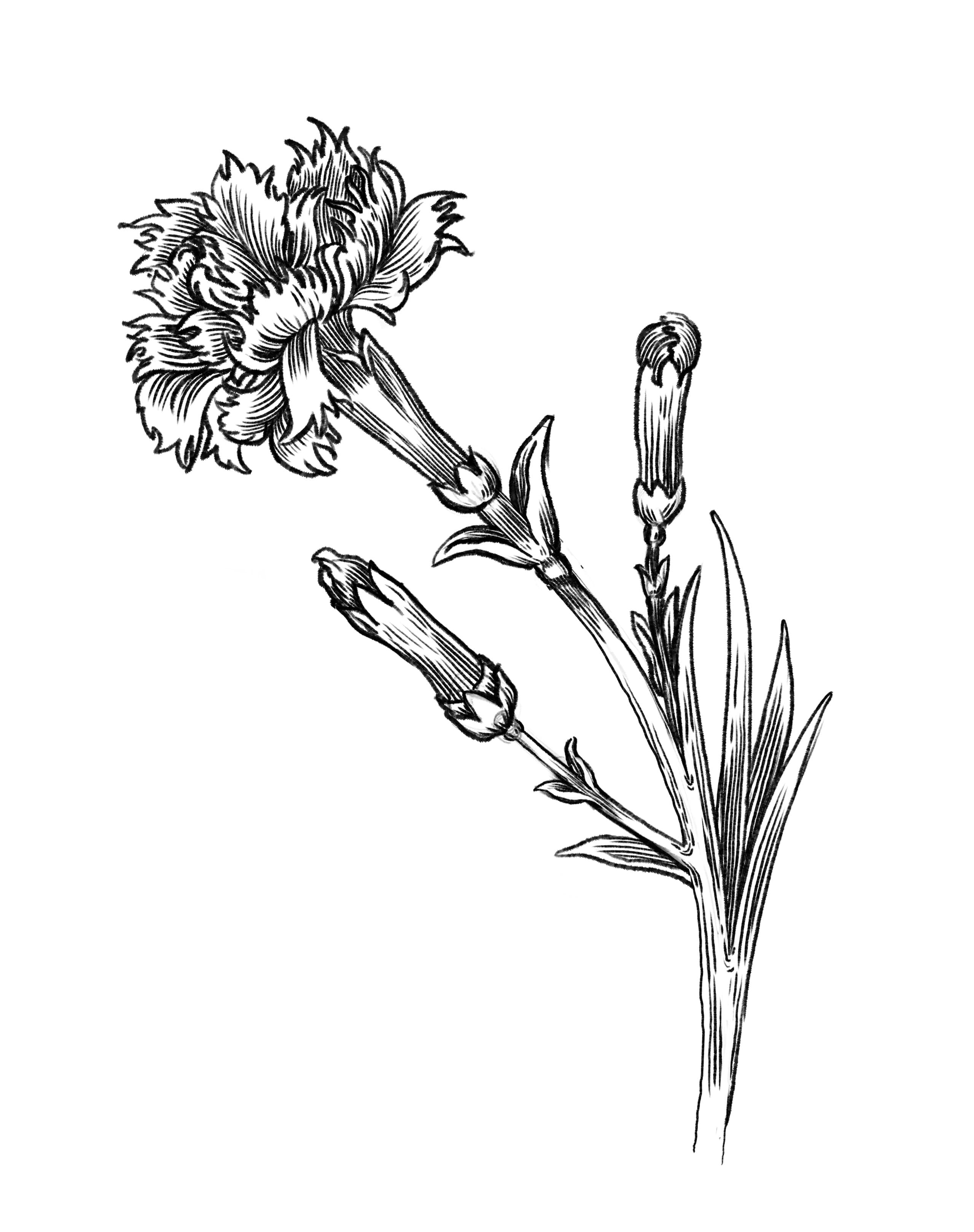 illustration botanique au trait d'un iris en fleur