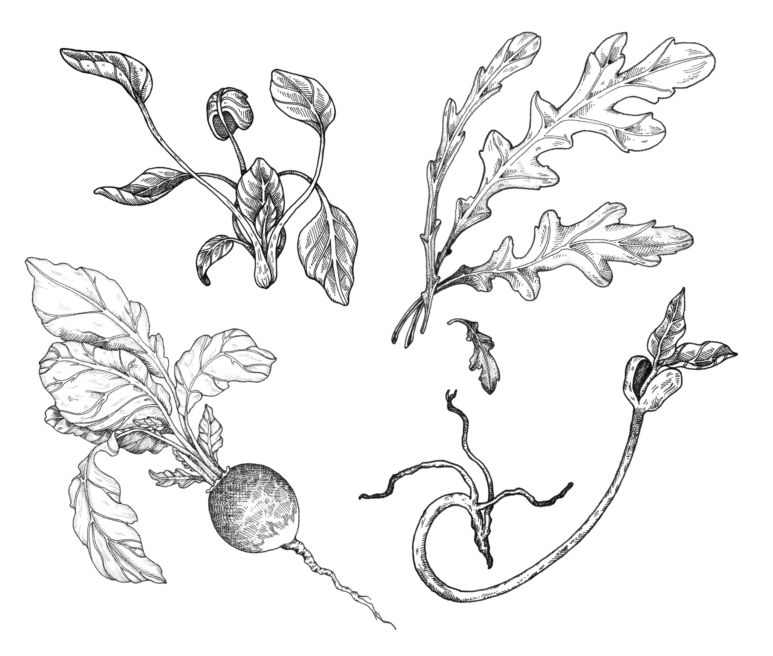 dessin botanique au trait de spécimens de légumes variés