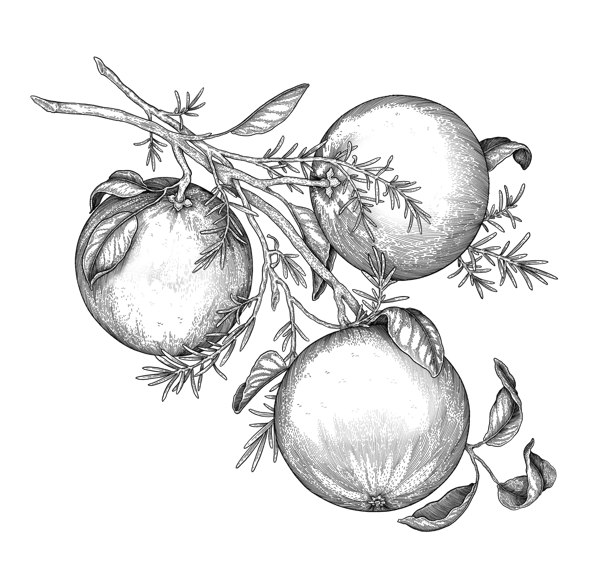 illustration botanique d'oranges et brins de romarin