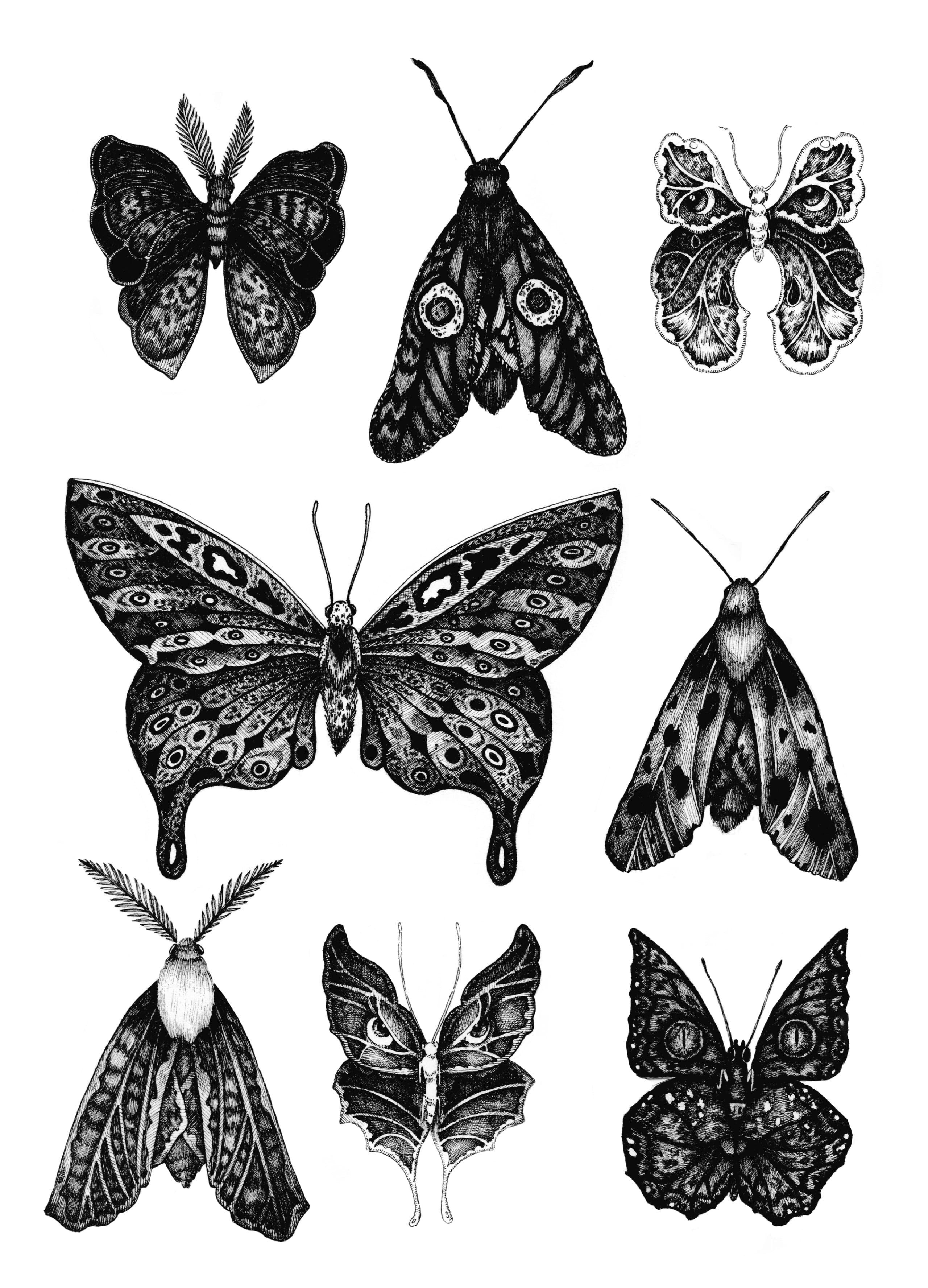 planche de spécimens de papillons de nuit en monochrome, études multiples