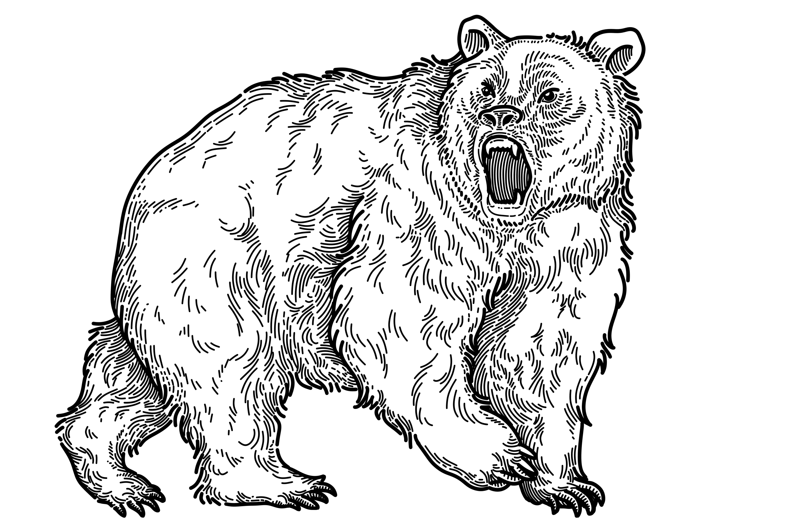 Gravure à l'encre noire d'un ours, la gueule grande ouverte, le corps de profil sur fond blanc.