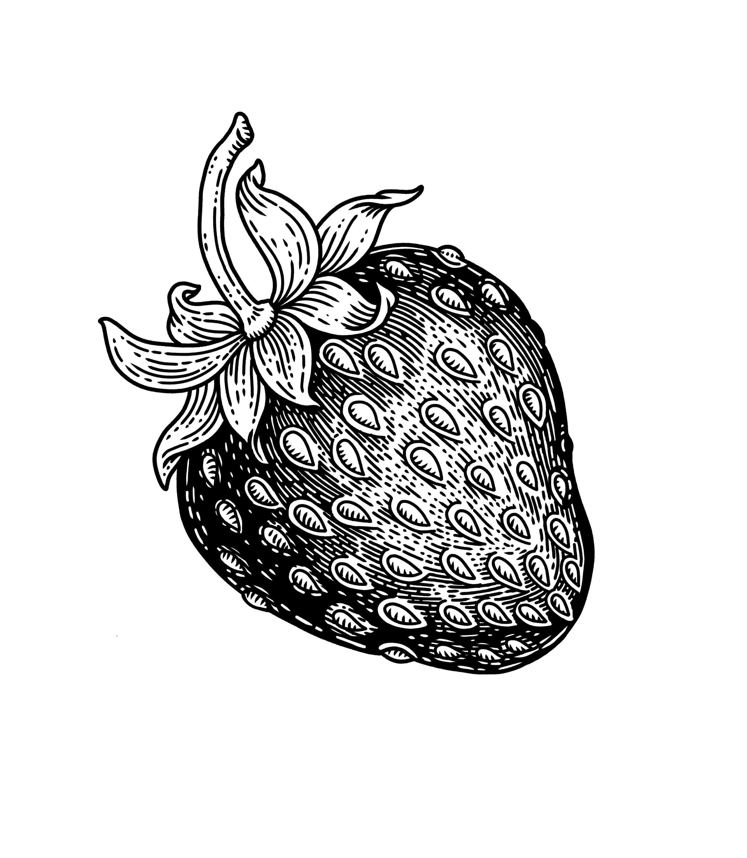 Fraise gravée noir et blanc, crosshatching dense, isolée sur fond blanc.
