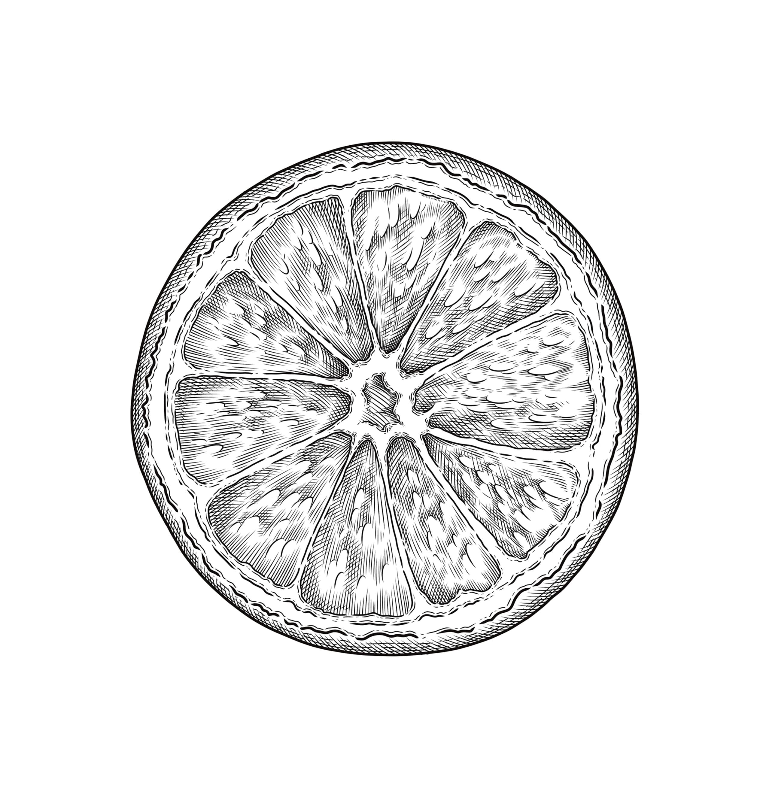 Black ink illustration of a citrus fruit cross-section with radial segments, crosshatched shading, and stippled rind texture on white background.