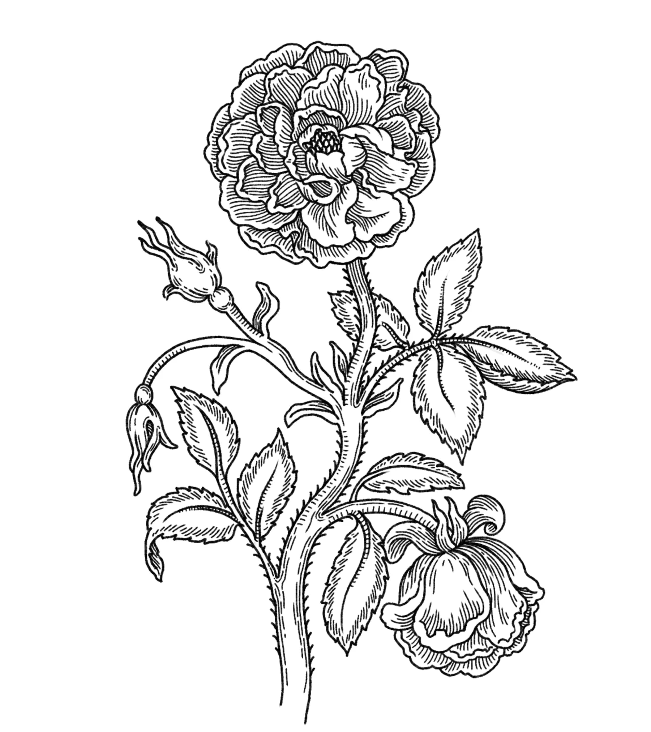 Roseinsta kt3o7m