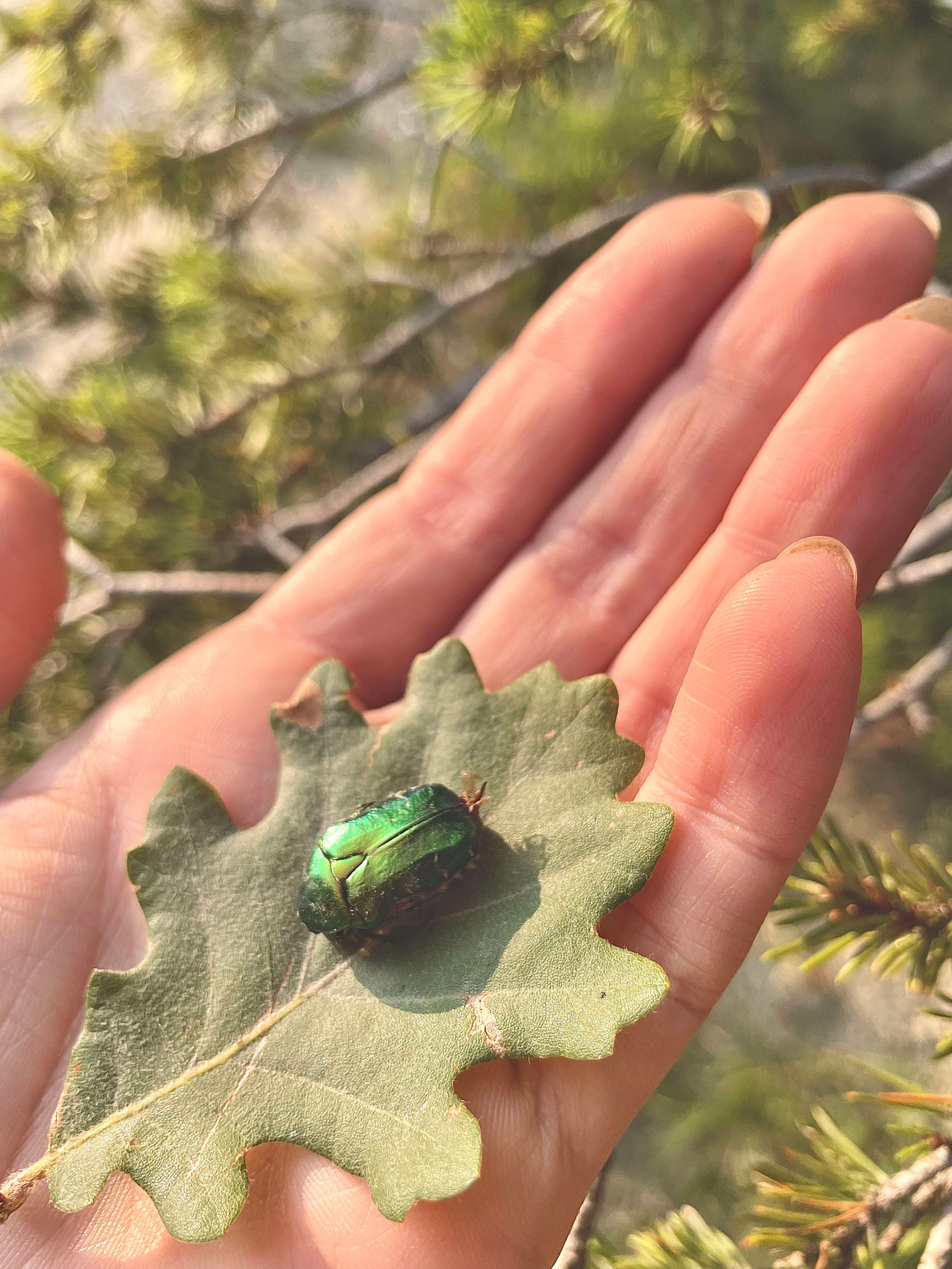 Illustration détaillée d'insecte sur feuille, travail de trait fin en style naturiste