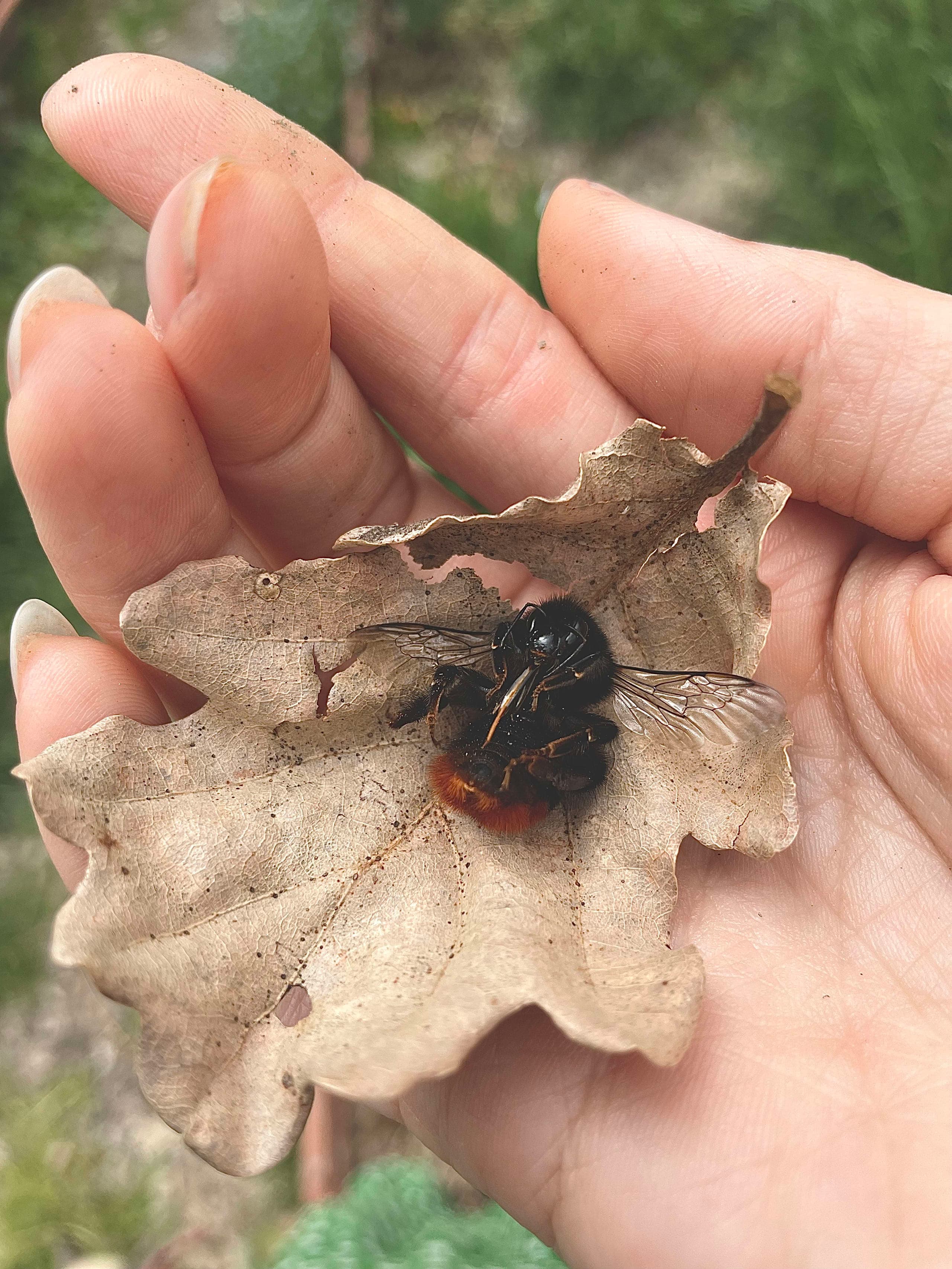 Main tenant une feuille avec abeille détaillée en illustration eau-forte