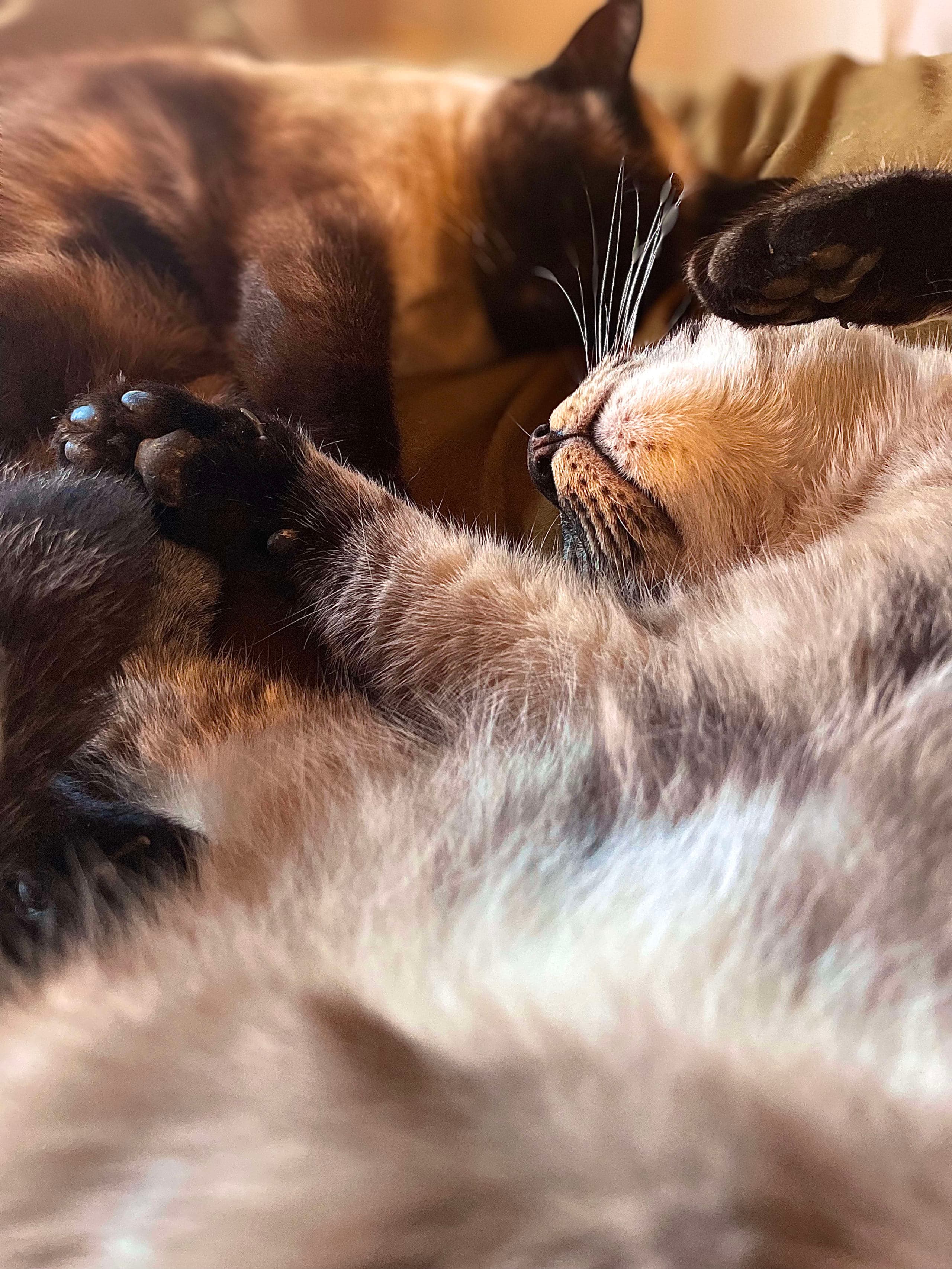 Illustration de deux chats enlacés en style trait fin ornemental