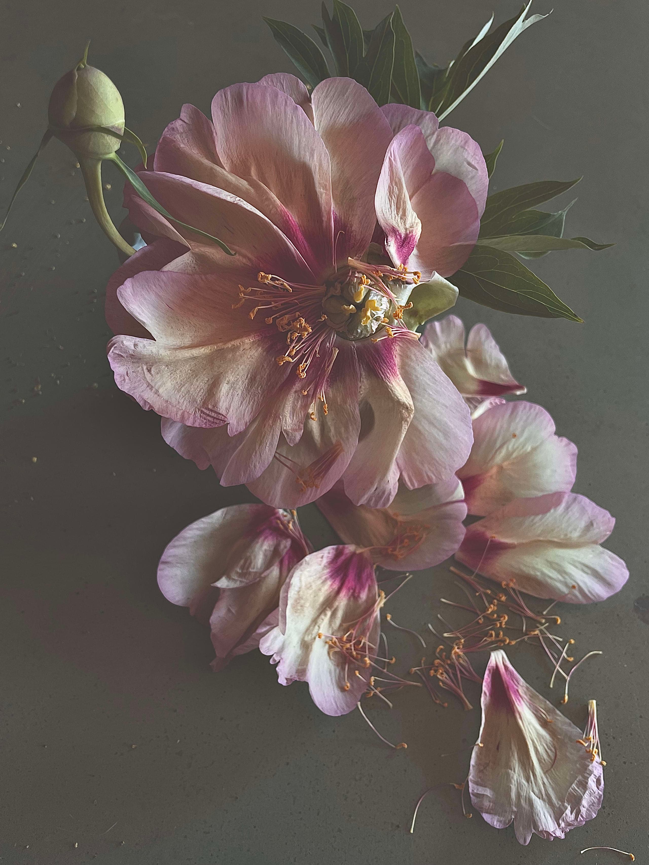 Pivoines densément illustrées en composition ornementale, talismans fleuris