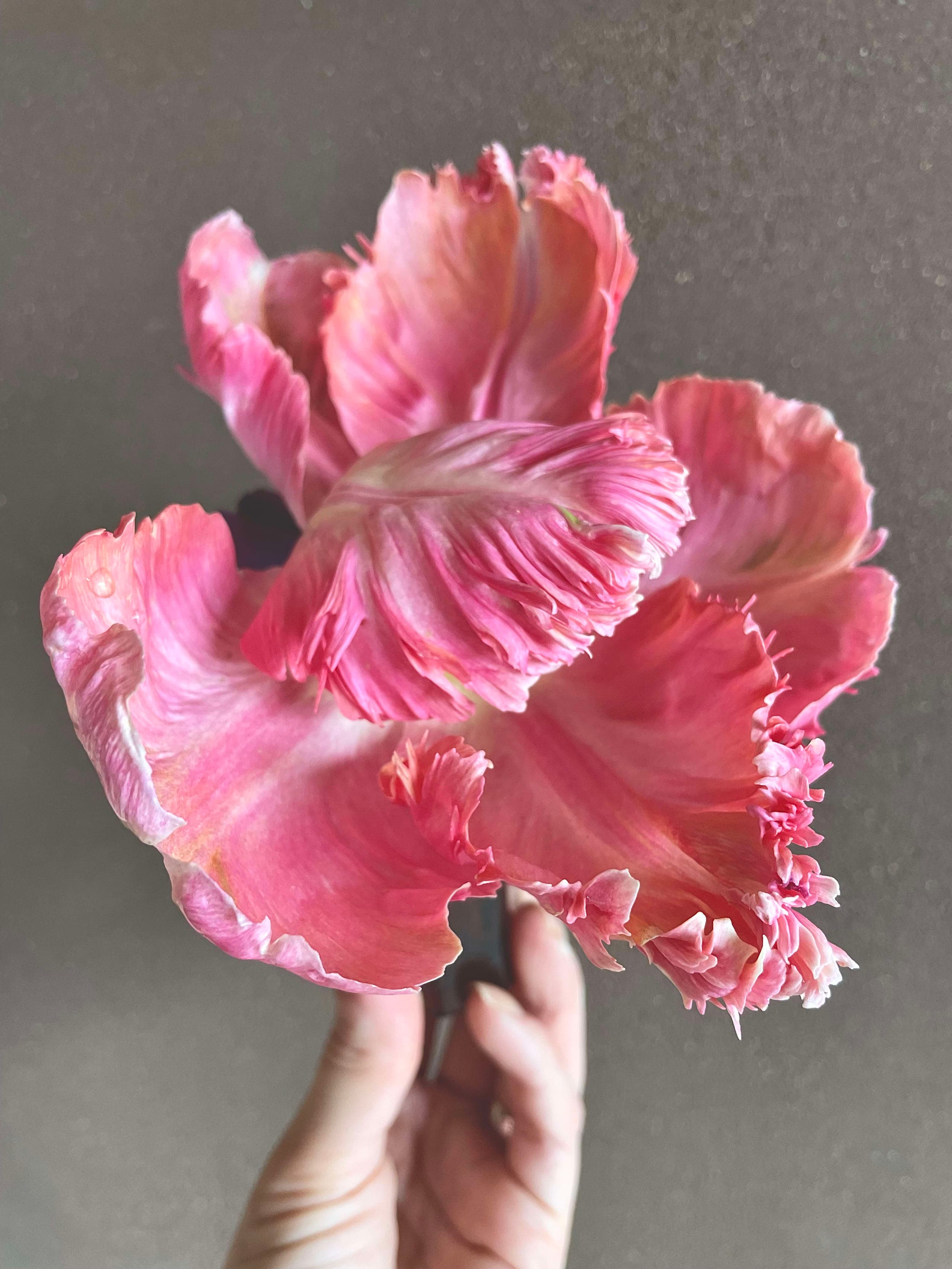 Main tenant une tulipe perroquet rose en illustration botanique détaillée