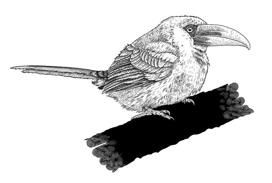 Illustration de type gravure d'un oiseau appelé Aracari Banana