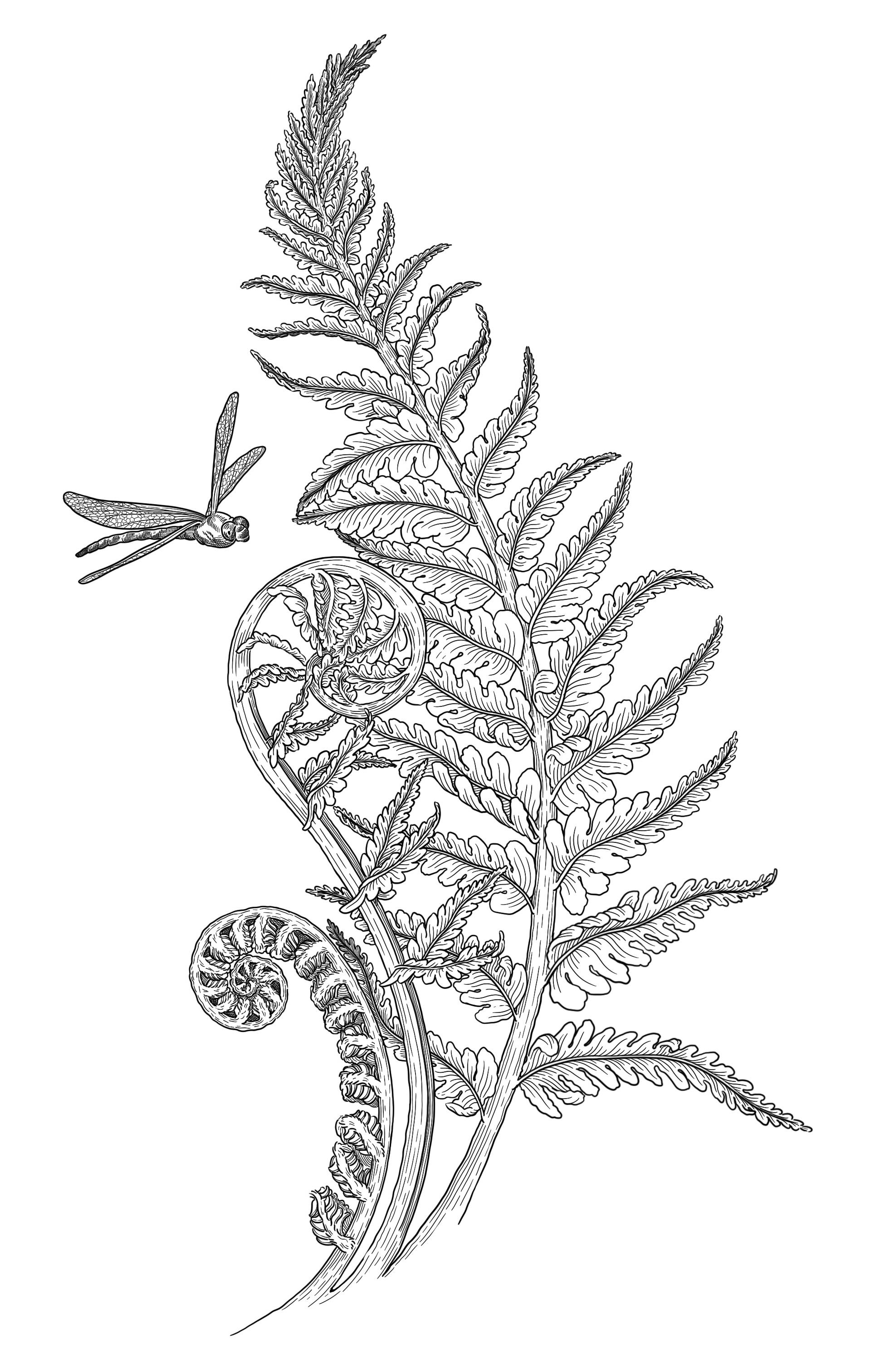 illustration botanique d'une fougère. Gravure noir et blanc