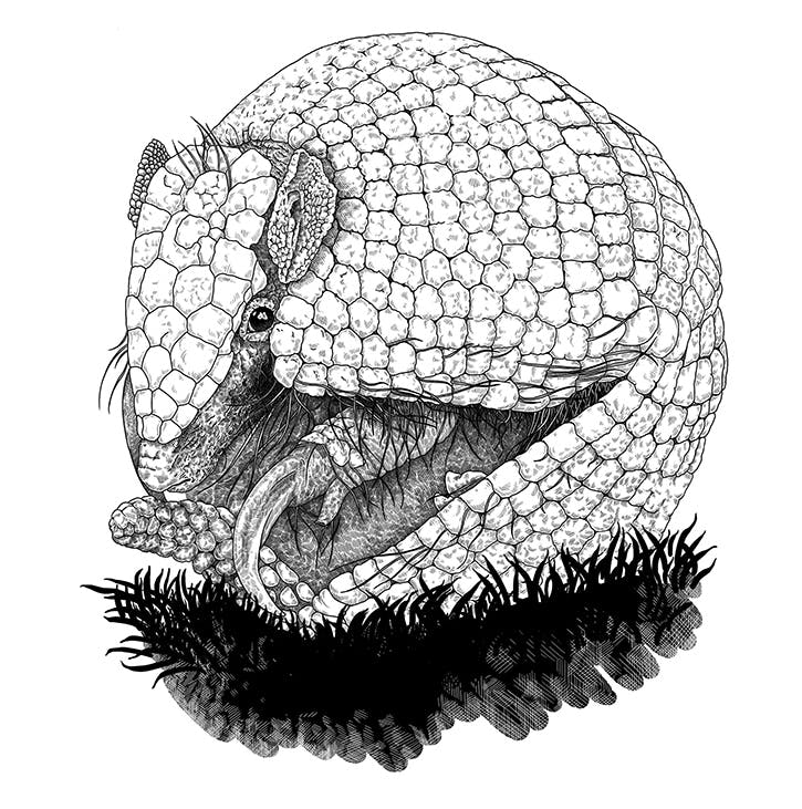 Illustration en noir et blanc d'un Pangolin.