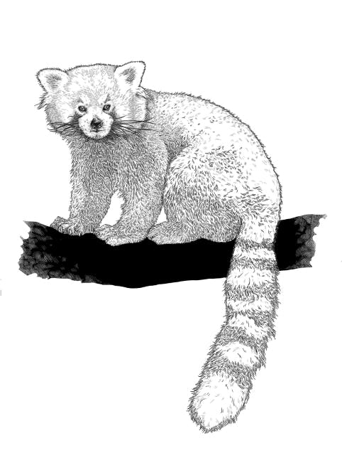 dessin en noir et blanc d'un panda roux.