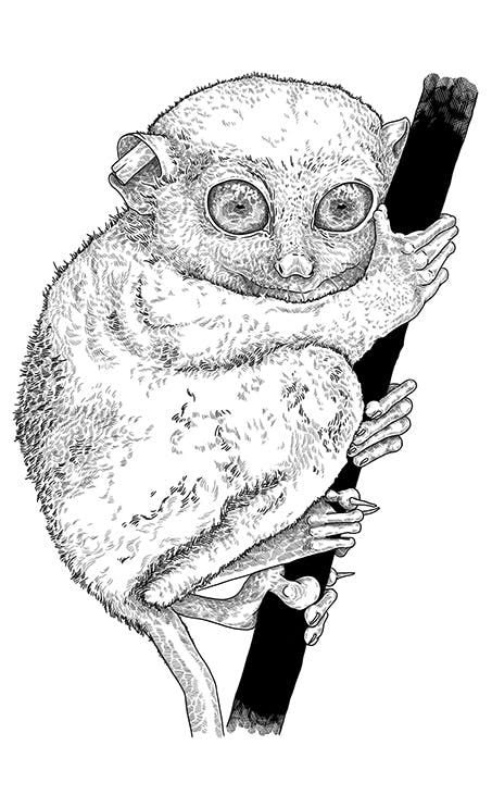 Tarsier singe à grands yeux illustré en noir et blanc