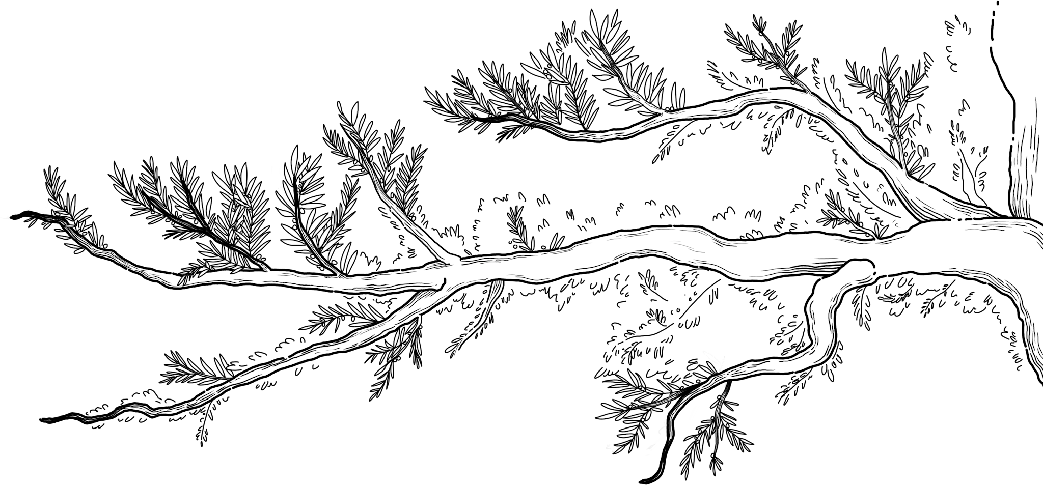 illustration en noir et blanc d'une branche d'olivier