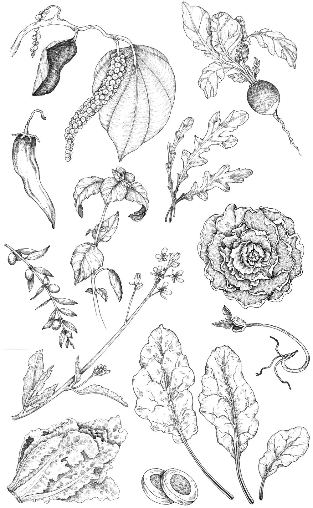 illustrations de légumes variés pour Oscar Mayer