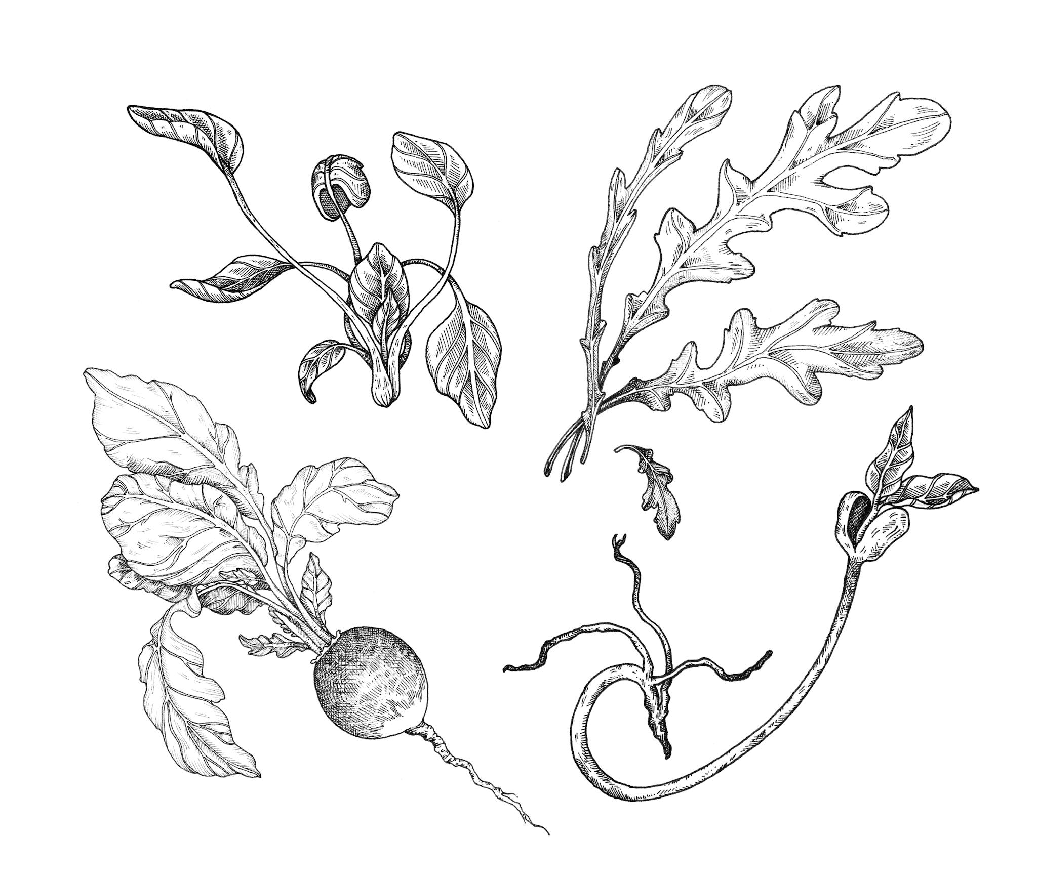 illustration au trait de roquette, de soja, de radis et de pousse d'épinard