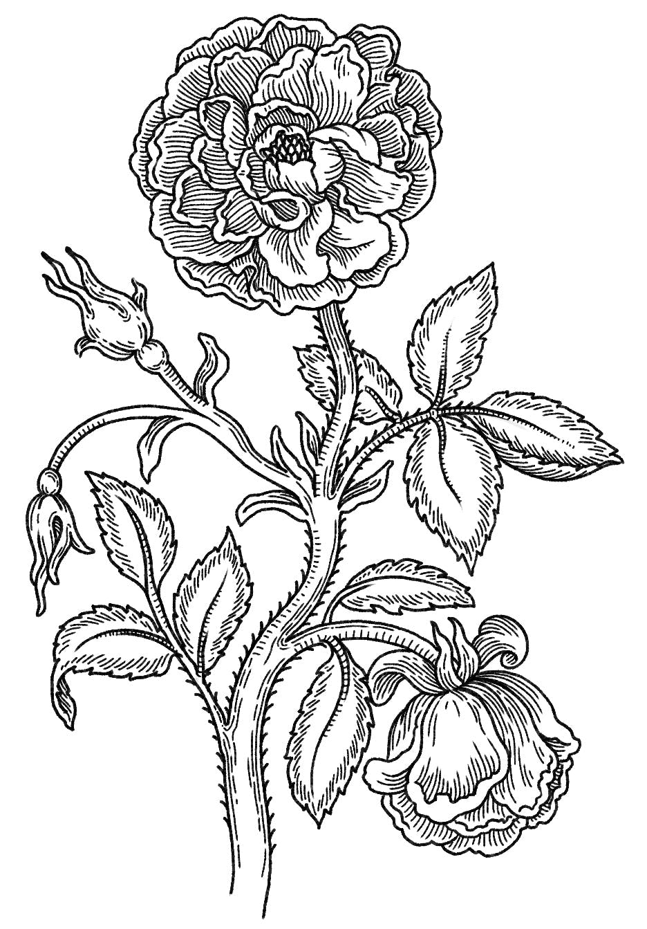 dessin d'une rose au traits en noir et blanc