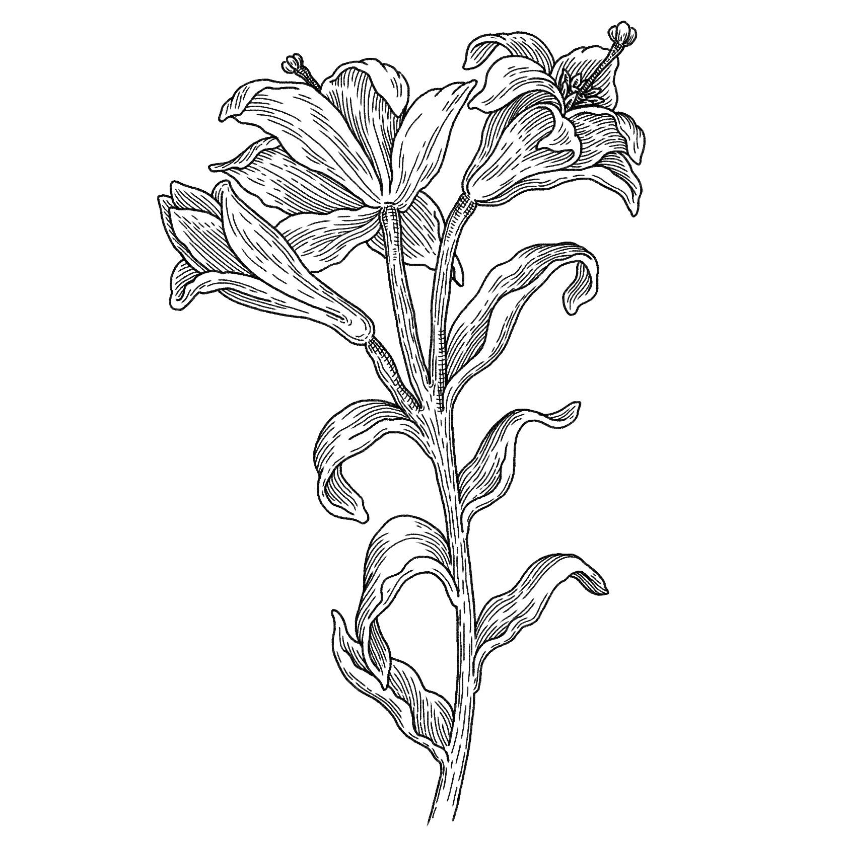 un dessin d’une fleur sur fond blanc